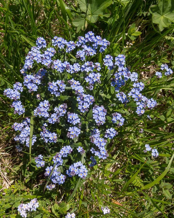 Myosotis alpestris / Nontiscordardim alpino